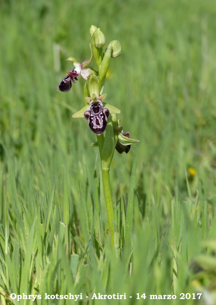 Cipro marzo 2017 : le orchidee di Venere.